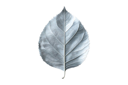 silver leaf isolated on transparent background