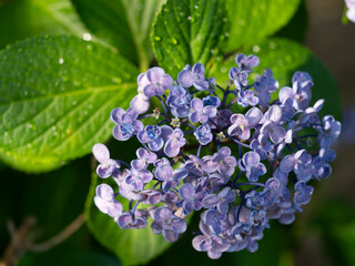 濡れた紫色の紫陽花