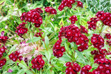 Brightly blooming Sweet william flowers in an early summer garden.
