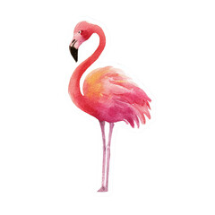 Fototapeta premium Elegant flamingo watercolor illustration against transparent backdrop, showcasing vibrant colors