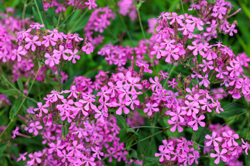 Obraz premium Brightly blooming Sweet william catchfly flowers in the garden,
