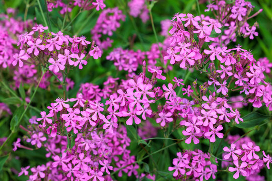 Brightly blooming Sweet william catchfly flowers in the garden,