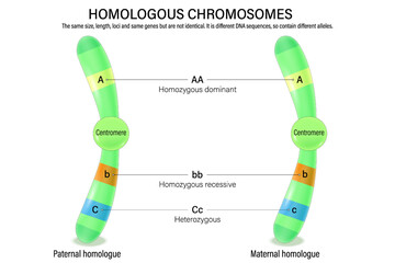 Diagram of homologous chromosome. Paternal homologue and Maternal homologue. Vector used for scientific and medical education.