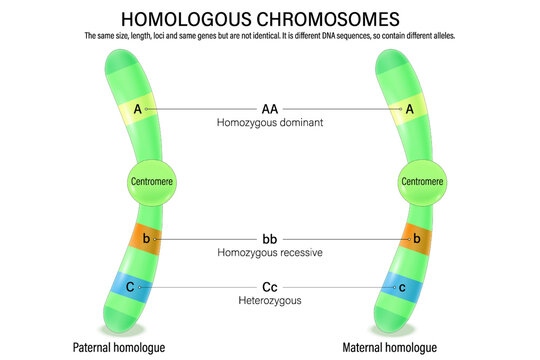 Diagram of homologous chromosome. Paternal homologue and Maternal homologue. Vector used for scientific and medical education.