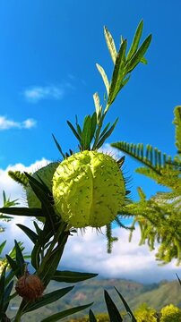 Close-up of a spiny green balloon plant fruit (Gomphocarpus physocarpus) set against a vibrant blue sky, fluffy clouds, and distant green mountains in a scenic outdoor setting.