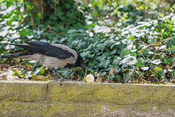 A hooded crow delicately pulls a strand of yellow egg yolk from a cracked shell resting on a ledge.