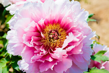 Close-up of pink peony flowers blooming in a garden.