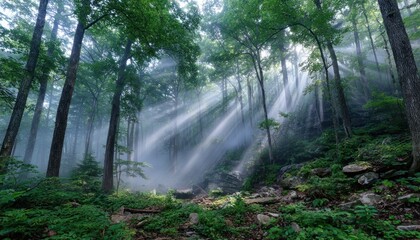 Sunbeams piercing misty forest
