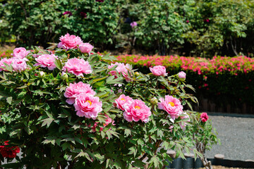 Pink tree peony flowers blooming in the garden.