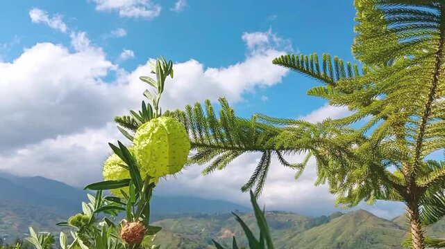 Close-up of a spiny green balloon plant fruit (Gomphocarpus physocarpus) set against a vibrant blue sky, fluffy clouds, and distant green mountains in a scenic outdoor setting.
