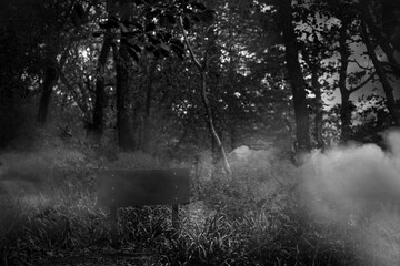 Bench in the woods in the smoke