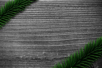 Fir branches on wooden planks