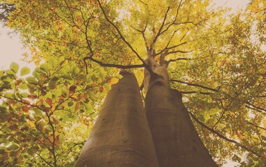 Low angel view of trees during autumn