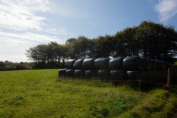 Wrapped hay bales on green grass