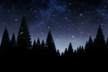 Snow falling on fir tree forest