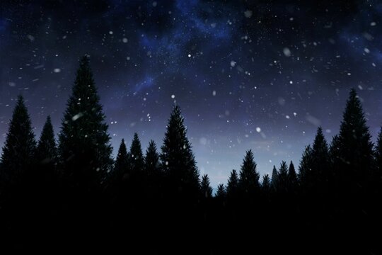 Fototapeta Snow falling on fir tree forest