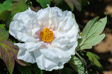 White tree peony flowers blooming in the garden.