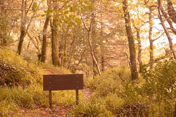 Tranquil autumn scene in forest