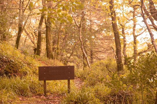 Fototapeta Tranquil autumn scene in forest