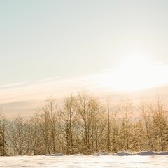 Scenic view of bare trees against sky