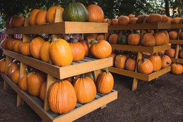 Wooden display racks are showcasing flat design autumn harvest with orange pumpkins and red fence