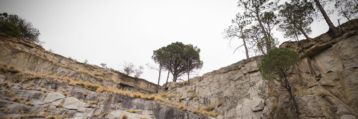Vector illustration is showing steep limestone cliff with dry grass and pine trees under cloudy sky