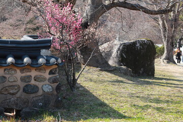 cherry blossom in a garden
