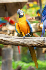 Colorful Macaw Parrots at Safari World Zoo, Thailand