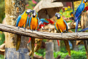 Colorful Macaw Parrots at Safari World Zoo, Thailand