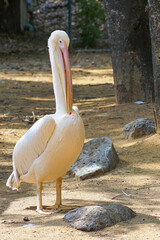 Pelican brid waiting for food at Safari World Zoo, Thailand.