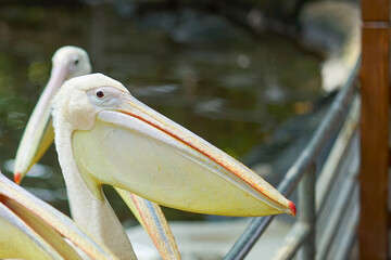 Pelican brid waiting for food at Safari World Zoo, Thailand.