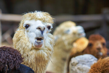 Alpaca waiting for food at Safari World Zoo, Thailand.