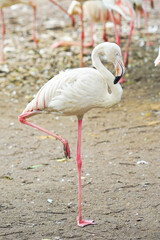 Flamingo standing on one leg in Safari World Zoo, Thailand