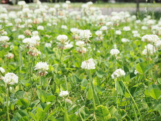 満開のシロツメクサの花