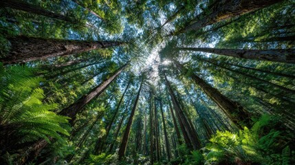 Fototapeta premium Sunlight streams through the towering trees in a vibrant forest, creating a serene atmosphere filled with rich greenery. The tall trunks stretch skyward, enveloping the landscape in tranquility.