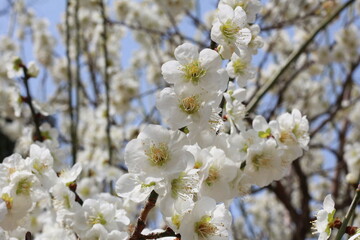 cherry blossom in spring