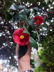 red rose in the hands of the girl