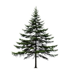 Obraz premium Tall Hemlock Tree Isolated on White 