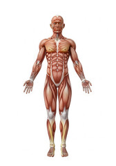 human body anatomy