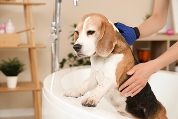 Woman brushing cute Beagle dog with hair removing glove while taking bath in soap foam at home