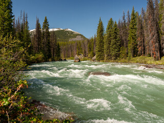 Fast-flowing river in Jasper National Park, Alberta. Surrounded by dense evergreen forest and...