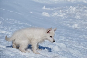 White Swiss Shepherd puppy walks on snow crust in winter.