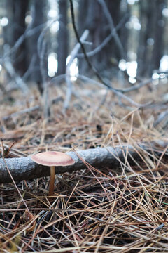 common rustgill in pine forest