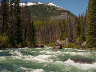Fast-flowing mountain river surrounded by dense forest and snow-capped peaks in Jasper National...