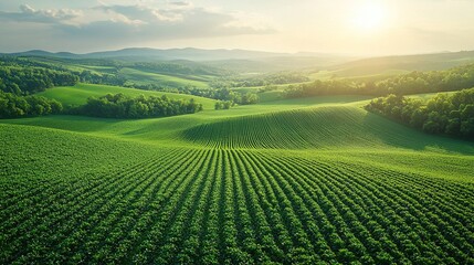 Aerial view of vast farmland with green crops divided into neat plots, symbolizing land leasing contracts and sustainable agriculture. Agricultural business concept.
