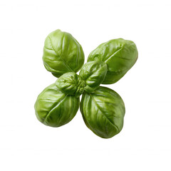 Fototapeta premium Fresh green basil leaves arranged on a white background, showcasing its vibrant color and texture, ideal for culinary or herbal design projects.