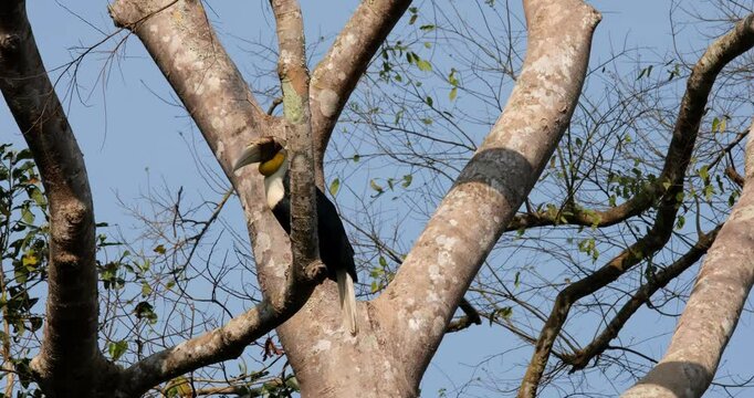 Lone male Wreathed Hornbill undulatus is facing towards the left side of the frame while perching on a branch of a towering tree in a national park in Thailand.