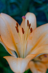 Delicate yellow lily in bloom