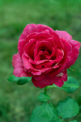 Garden rose in detailed view