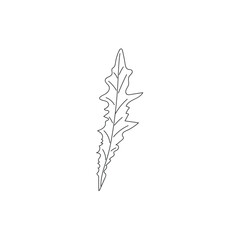 Dandelion leaf doodle vector illustration